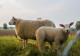 Mother sheep and her lamb in spring, Friesland The Netherlands