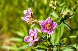 Wild flowers in bloom in Idaho
