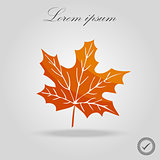Autumn leaf. Autumn maple leaf isolated on a white background. Vector illustration