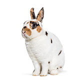 Rex Dalmatian Rabbit, sitting against white background