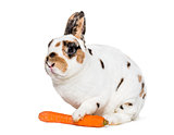 Rex Dalmatian Rabbit holding carrot against white background, si