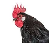Bassette Liegeoise, a breed of large bantam chicken from Belgium