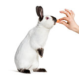 Russian rabbit standing against white background