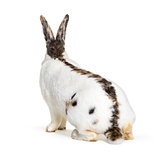 Checkered Giant rabbit is a breed of domestic rabbit that origin
