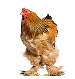 Brahma Rooster standing against white background