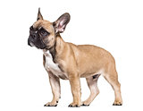 French Bulldog, 5 months old, standing against white background