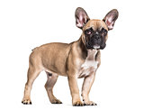 French Bulldog, 5 months old, standing against white background