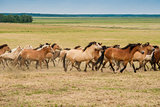 Running herd of horses on the field