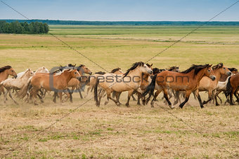 Running herd of horses on the field