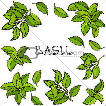 Image 7512698 Fresh Green Basil Background and Frame. Aromatic