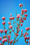Magnolia Flowers against the Sky