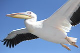 Close up of one pelican flying
