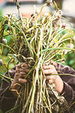 Garlic in farmers hands