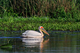 white pelican in Danube Delta, Romania