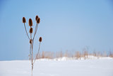 Seed capsules in a wintry landscape