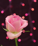 Pink Rose and Lights