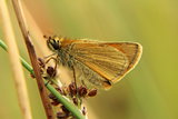 Small Skipper Moth