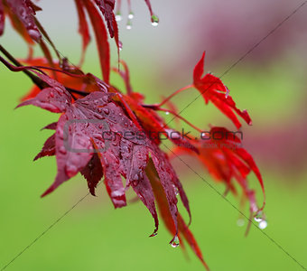 Leaves of red Japanese-maple (Acer japonicum) with water drops a