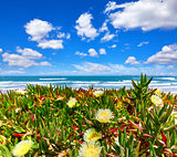 Portugal. Beach at coast Atlantic Ocean. Flower
