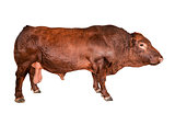 Bull full length isolated on white. Farm animals