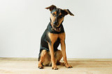 Cute Jagdterrier sitting in a living room setting with a white wall background.