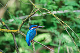 kingfisher (alcedo atthis) in natural habitat