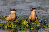 common terns (sterna hirundo hirundo) 
