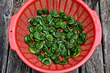 Crisp Spring Fiddlehead Ferns Cleaned and Ready for Cooking
