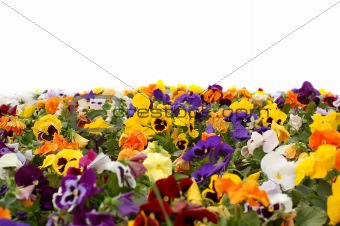 A colorful flower bed.
