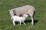 Adorable Spring lamb