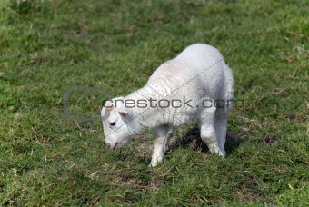 Adorable Spring lamb