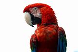 Macaw detail
