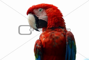 Macaw detail