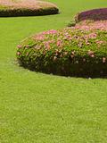cut grass lawn with bushes