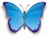 blue color butterfly