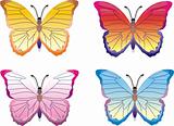 color butterflies