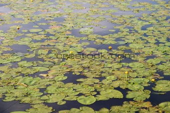 Lilly Pad Background