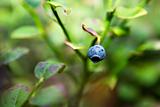 Wild Blueberry Detail