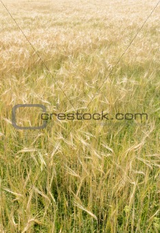 Gold Wheat Field