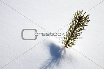 Survival Spruce Tree