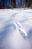 Rabbit Trail in Snow