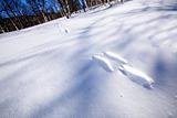 Rabbit Tracks in Snow
