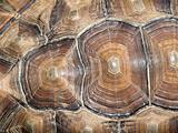 African Spurred Tortoise Shell