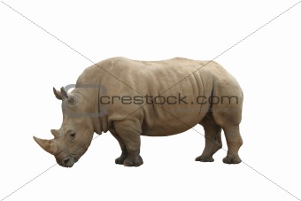 Southern White Rhinoceros (Ceratotherium Simum)