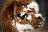 Calico Llama Alpaca face Close Up