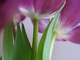 purple tulips close-up