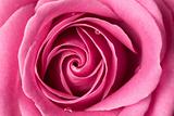 Pink rose detail.