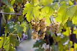 clusters of grapes