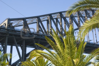 Sydney Harbour bridge palm tree