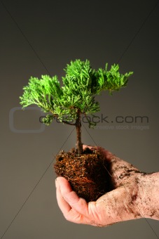 Soiled hand holding a small tree 